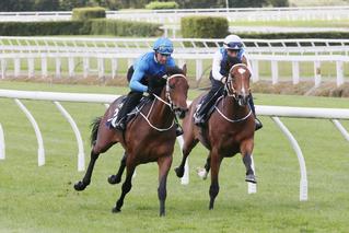 Lyndhurst Farm's Lot 136 and Lot 299 Breezing Up in 2016